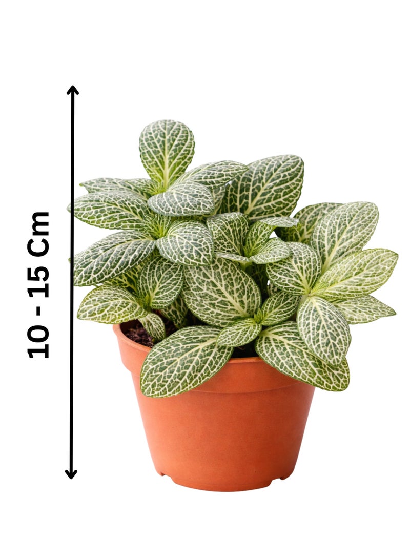 PLANT Fittonia Fresh Indoor Plant (10–15 cm Height) | Nerve Plant Live Houseplant | Mosaic Plant | Decorative Low Maintenance Foliage for Home & Office - Image 2
