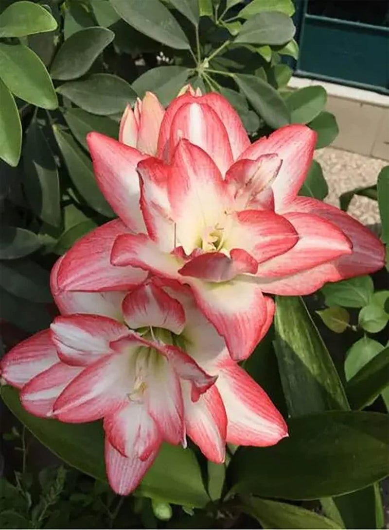 GGOOT 2pcs Mixed Color Amaryllis Seeds Grow Anywhere Indoors Beautiful Flowers Light up Your Garden Essential Materials for Home Decoration DIY Garden Craft Art Decoration - Image 2