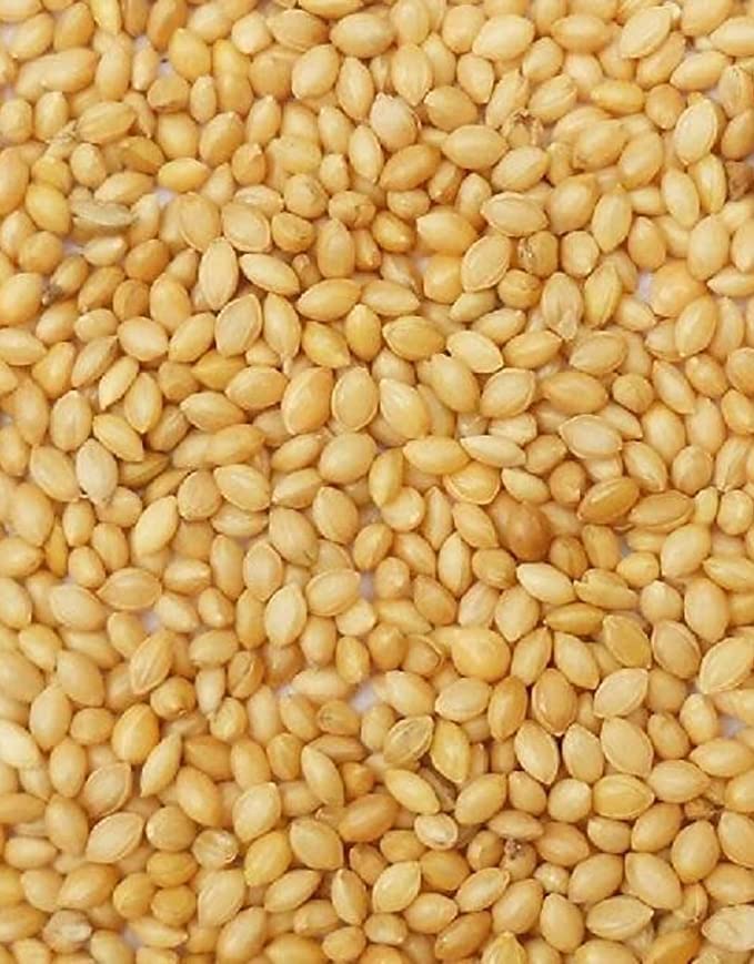 SANSEFERO طعام الطيور من الدخن ذيل الثعلب (كانغ) | تغذية ممتازة لجميع مراحل الحياة للببغاوات، طيور الحب، الببغاوات، الكناري، الشرشور، طيور الشمع، البادجي وكوكاتيل (500 جرام) - Image 3