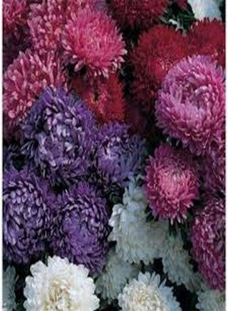GGOOT Aster (Callistephus Dwarf Milady) - Mixed- 50 Seeds - Image 2