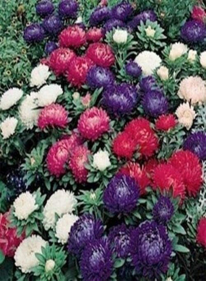 GGOOT Aster (Callistephus Dwarf Milady) - Mixed- 50 Seeds - Image 1