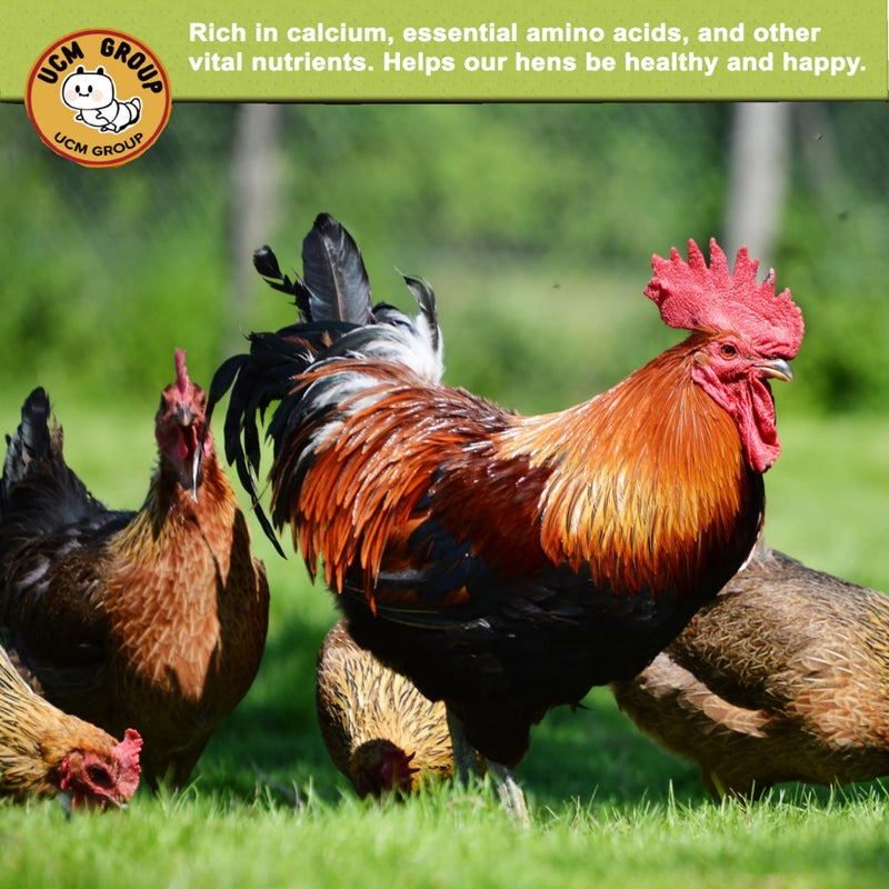 UCM Group 5LB Dried Black Soldier Fly Larvae for Chicken, Poultry, Wild Birds,No Additives, 100% Natural Non-GMO, More Calcium Chicken Treats Than Mealworms - Image 2