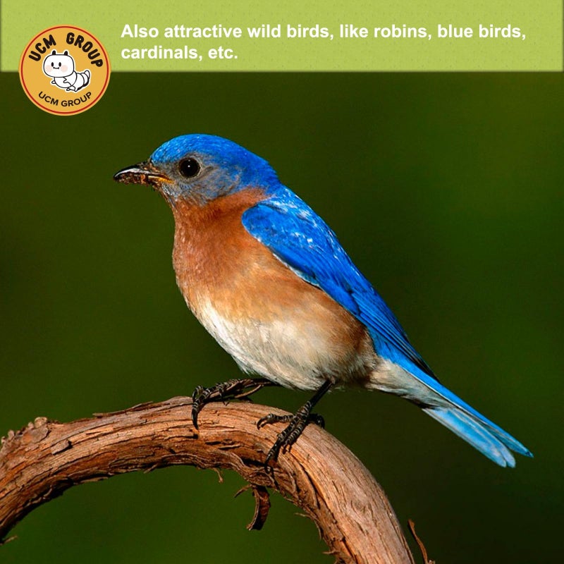 UCM Group 5LB Dried Black Soldier Fly Larvae for Chicken, Poultry, Wild Birds,No Additives, 100% Natural Non-GMO, More Calcium Chicken Treats Than Mealworms - Image 5