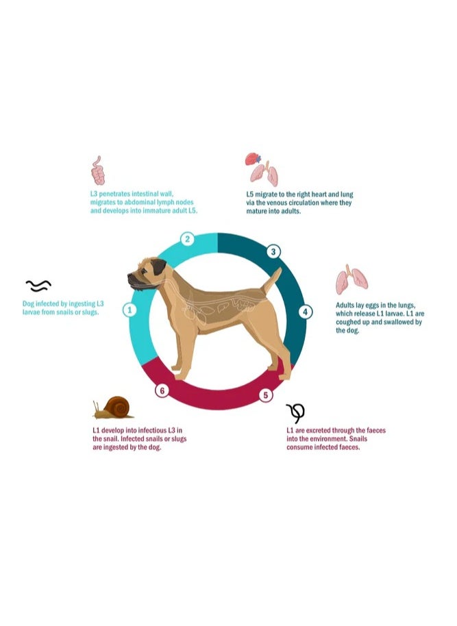 Simparica Trio - Zoetis Simparica TRIO the Complete Flea, Tick, and Heartworm Prevention for Dogs 10- 20 kg - Image 1