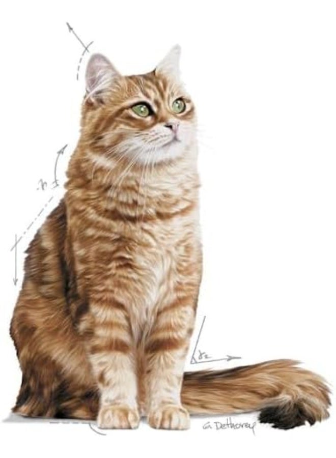 Royal Canin Cat Food Digestive Comfort Dry Mix - Image 3