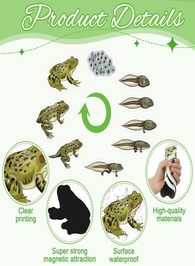 Relaxweex 30 Pcs Giant Magnetic Plant Butterfly Frog Life Cycle Growth Learning Education Toy Science Exploration Activities Resources Educational Preschool Material, Homeschool Classroom Teaching Aid - Image 3
