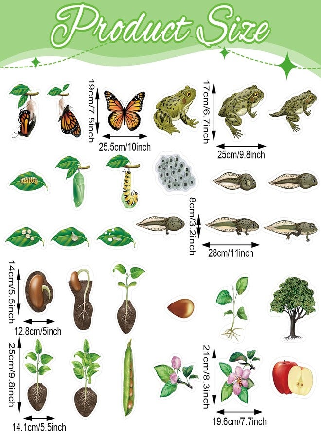 Relaxweex 30 Pcs Giant Magnetic Plant Butterfly Frog Life Cycle Growth Learning Education Toy Science Exploration Activities Resources Educational Preschool Material, Homeschool Classroom Teaching Aid - Image 2