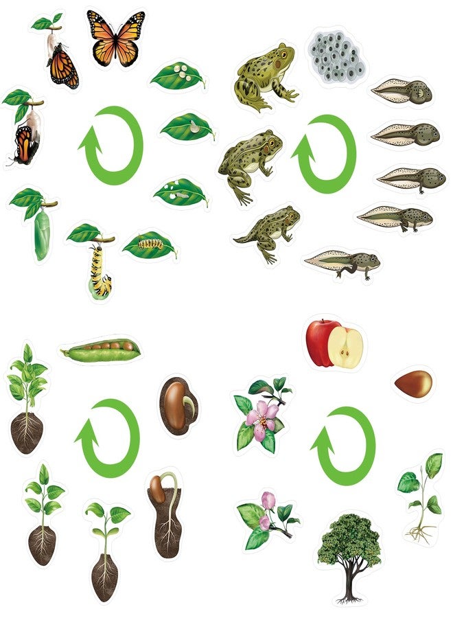 Relaxweex 30 Pcs Giant Magnetic Plant Butterfly Frog Life Cycle Growth Learning Education Toy Science Exploration Activities Resources Educational Preschool Material, Homeschool Classroom Teaching Aid - Image 1