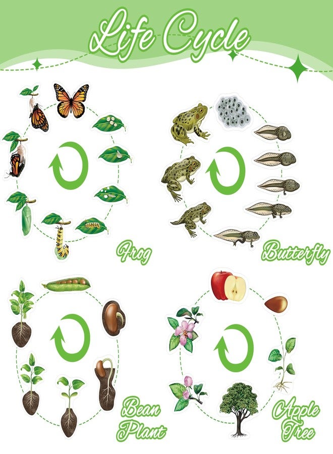 Relaxweex 30 Pcs Giant Magnetic Plant Butterfly Frog Life Cycle Growth Learning Education Toy Science Exploration Activities Resources Educational Preschool Material, Homeschool Classroom Teaching Aid - Image 4