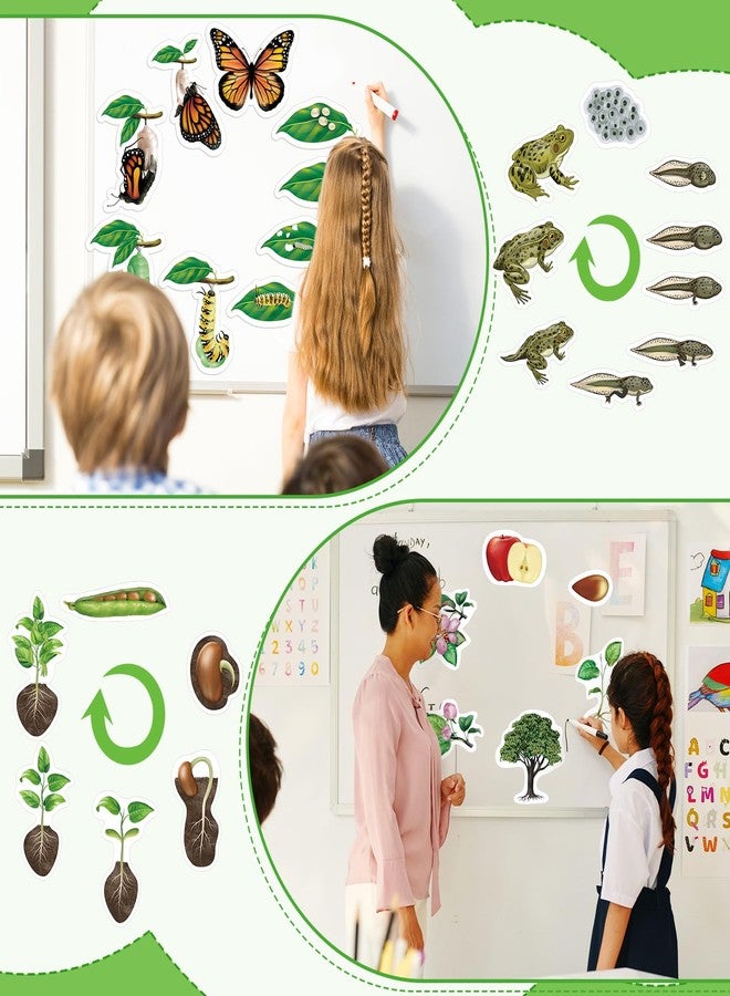 Relaxweex 30 Pcs Giant Magnetic Plant Butterfly Frog Life Cycle Growth Learning Education Toy Science Exploration Activities Resources Educational Preschool Material, Homeschool Classroom Teaching Aid - Image 5