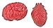 Unigift Bloody Scary Fake Human Brain Horrible Heart Organ for Trick Toys Halloween Props Festival Decoration Haunted House - Image 3
