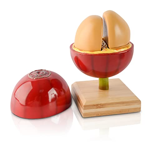 نبات حبوب القهوة الاصطناعي لشجرة الزينة لزينة طاولة القهوة وديكور بار القهوة وإكسسوارات الأدوات نموذج حبوب القهوة القابل للفصل فاكهة القهوة الاصطناعية مع قاعدة من الخيزران لبار القهوة