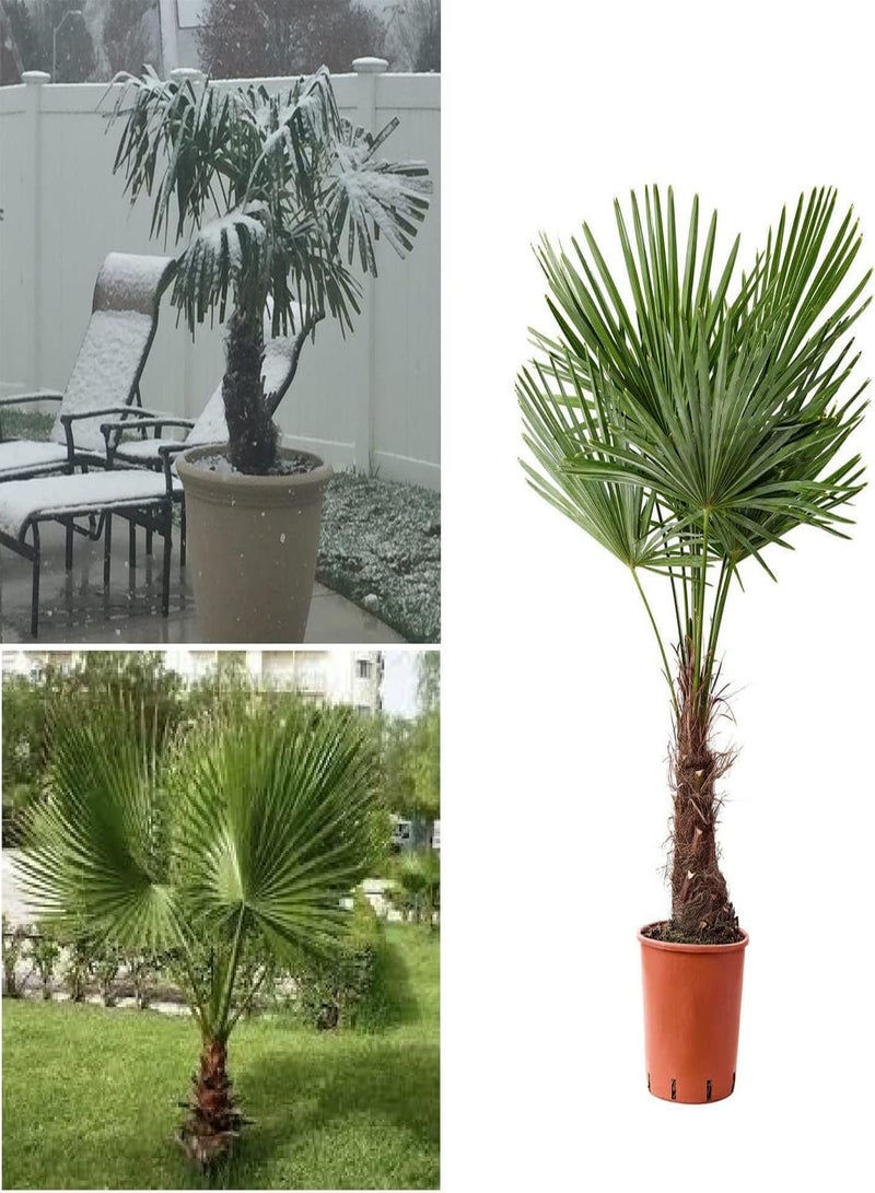 جي جوت نخيل طاحونة الهواء Trachycarpus Fortunei 20 بذرة نبات منزلي أو حديقة قوي في المملكة المتحدة - Image 1