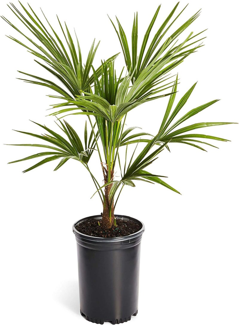 جي جوت نخيل طاحونة الهواء Trachycarpus Fortunei 20 بذرة نبات منزلي أو حديقة قوي في المملكة المتحدة - Image 2