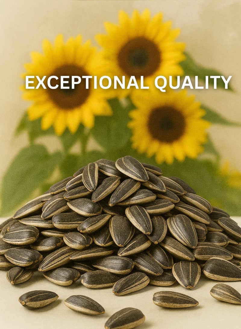 زهر بذور دوار الشمس المحمصة الفاخرة - بذور غير مملحة، مختارة يدويًا، نقية وعالية الجودة صالحة للأكل للاستخدام العشبي والبستاني - Image 2