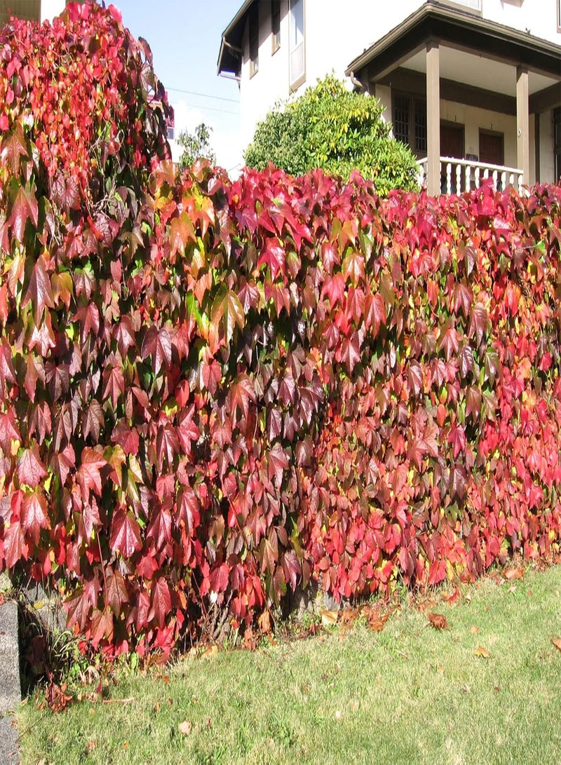 GGOOT Virginia Creeper Parthenocissus Quinquefolia 25 Seeds Same Day Dispatch - Image 3