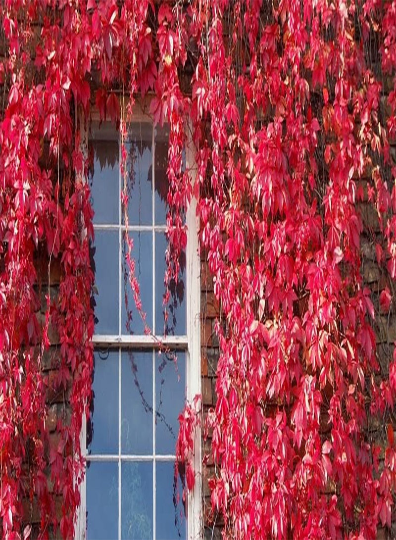 GGOOT Virginia Creeper Parthenocissus Quinquefolia 25 Seeds Same Day Dispatch - Image 4