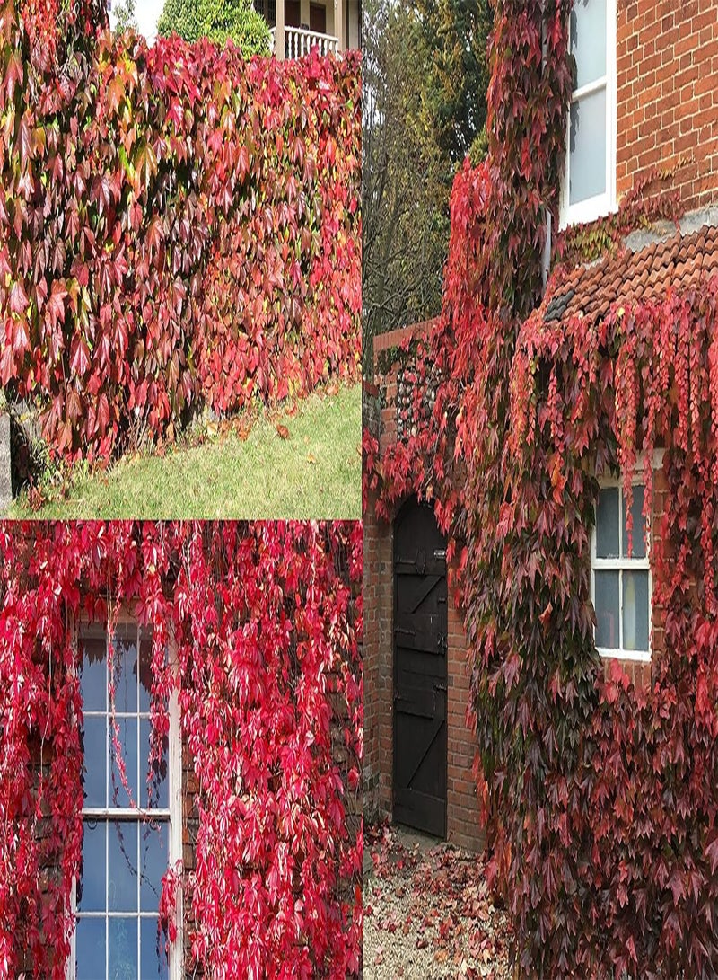 GGOOT Virginia Creeper Parthenocissus Quinquefolia 25 Seeds Same Day Dispatch - Image 1