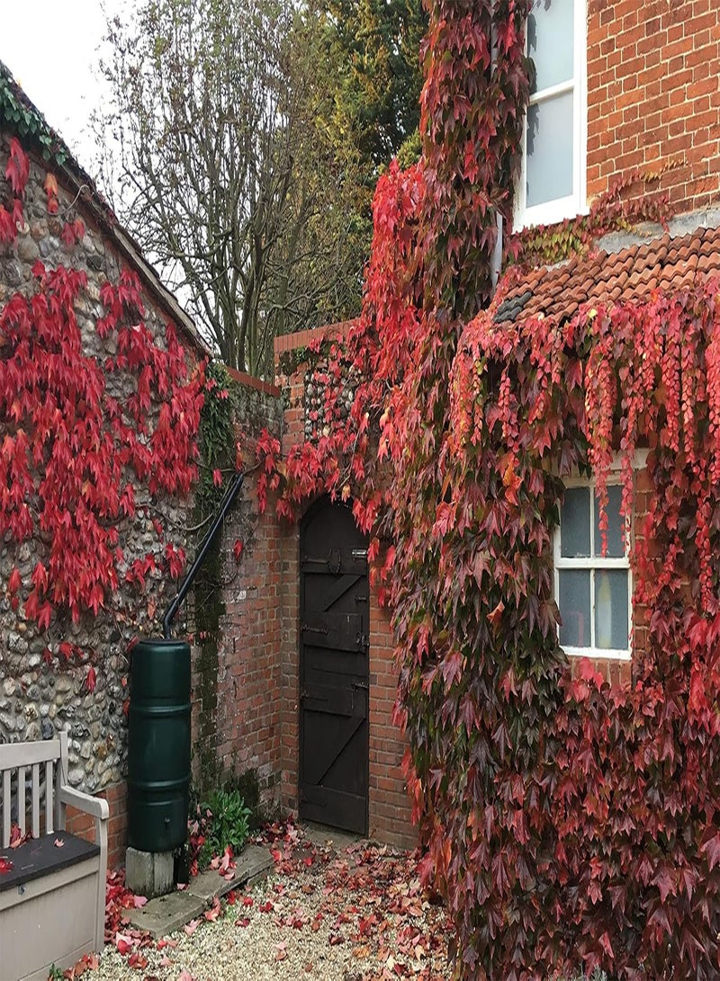 GGOOT Virginia Creeper Parthenocissus Quinquefolia 25 Seeds Same Day Dispatch - Image 2