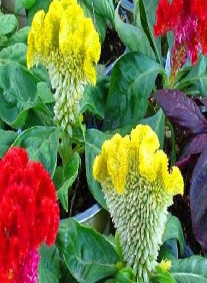 GGOOT 600 Seeds of Dwarf Cockscomb Coral Garden Mix (Celosia Cristata Nana) - Image 2