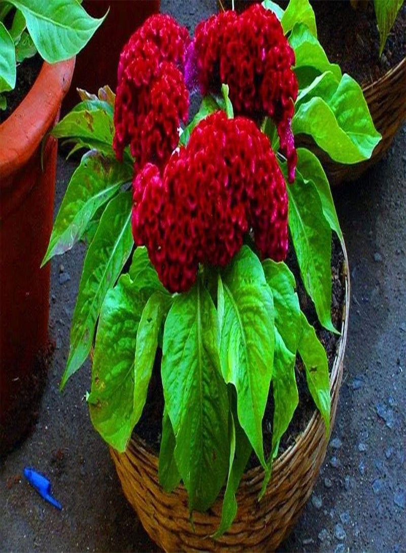 GGOOT 600 Seeds of Dwarf Cockscomb Coral Garden Mix (Celosia Cristata Nana) - Image 1