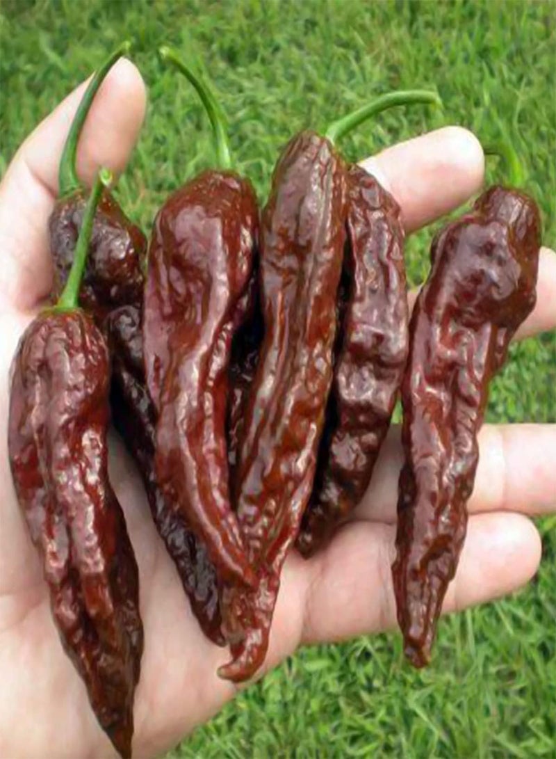 GGOOT Chocolate Naga Jolokia Chilli Seeds, Bhut Jolokia Ghost Chilli Seeds for Home Garden Planting (10) - Image 5