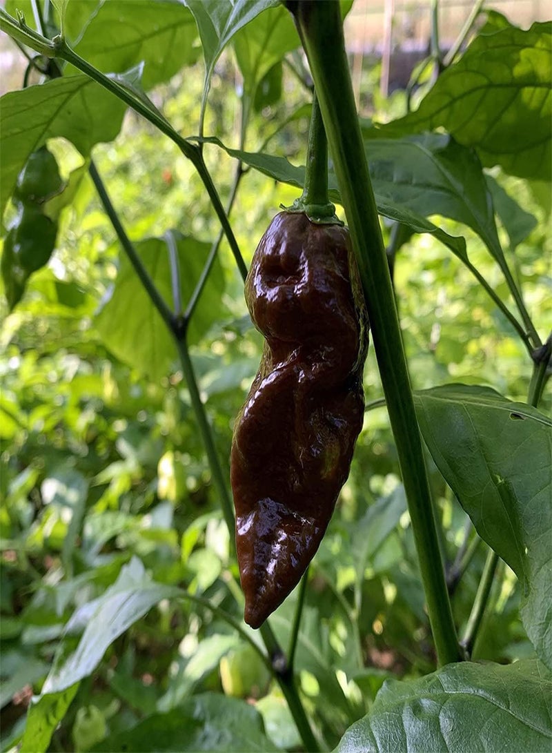GGOOT Chocolate Naga Jolokia Chilli Seeds, Bhut Jolokia Ghost Chilli Seeds for Home Garden Planting (10) - Image 2
