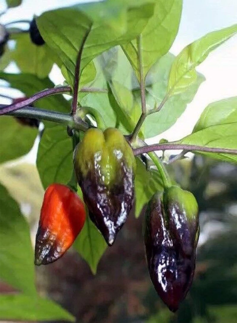 GGOOT Chocolate Naga Jolokia Chilli Seeds, Bhut Jolokia Ghost Chilli Seeds for Home Garden Planting (10) - Image 3