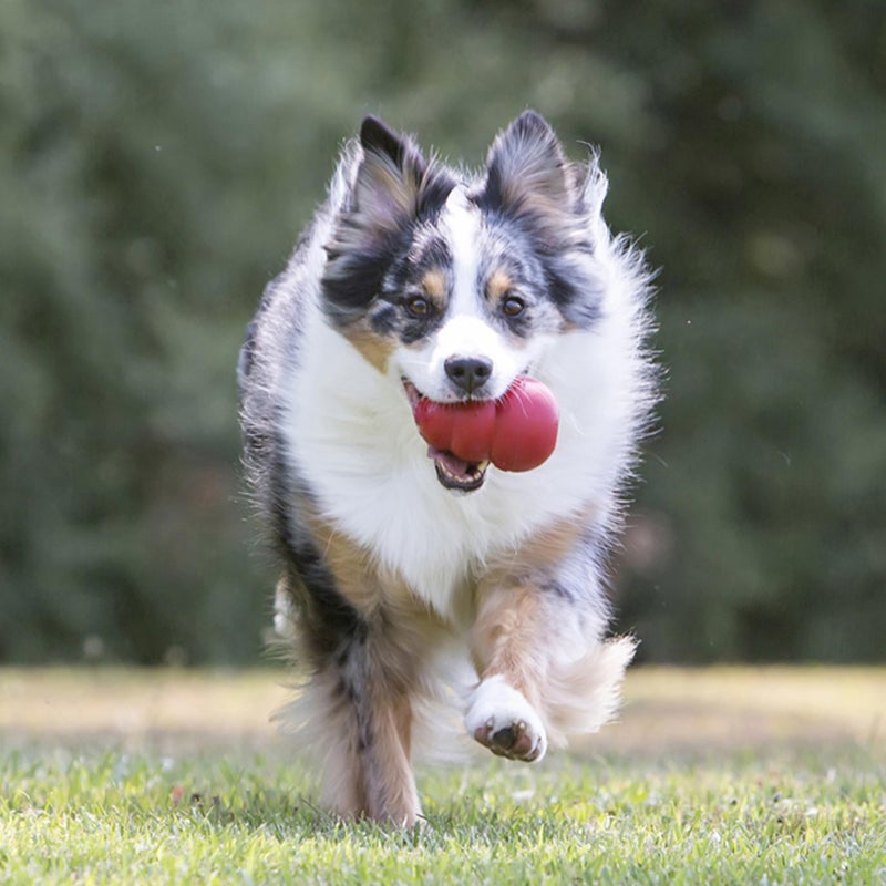 KONG Classic Stuffable Dog Toy - Fetch & Chew Toy for Dogs - Treat-Filling Capabilities & Erratic Bounce for Extended Play Time - Durable Natural Rubber Material - for Large Dogs - Image 2