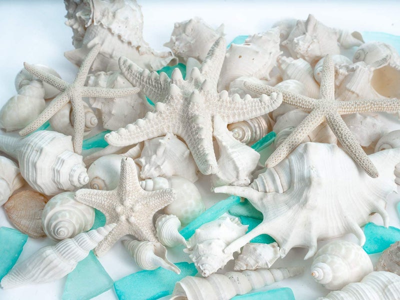 Nautical Crush Trading Sea Shells - White Real Mixed Beach Seashells (1lb) with Starfish & Sea Glass - Shells for Crafts - Ocean Decor - Beach Party Decorations - Seashell Decor - Large Shells Crafts - Image 2