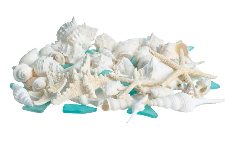 Nautical Crush Trading Sea Shells - White Real Mixed Beach Seashells (1lb) with Starfish & Sea Glass - Shells for Crafts - Ocean Decor - Beach Party Decorations - Seashell Decor - Large Shells Crafts - Image 3