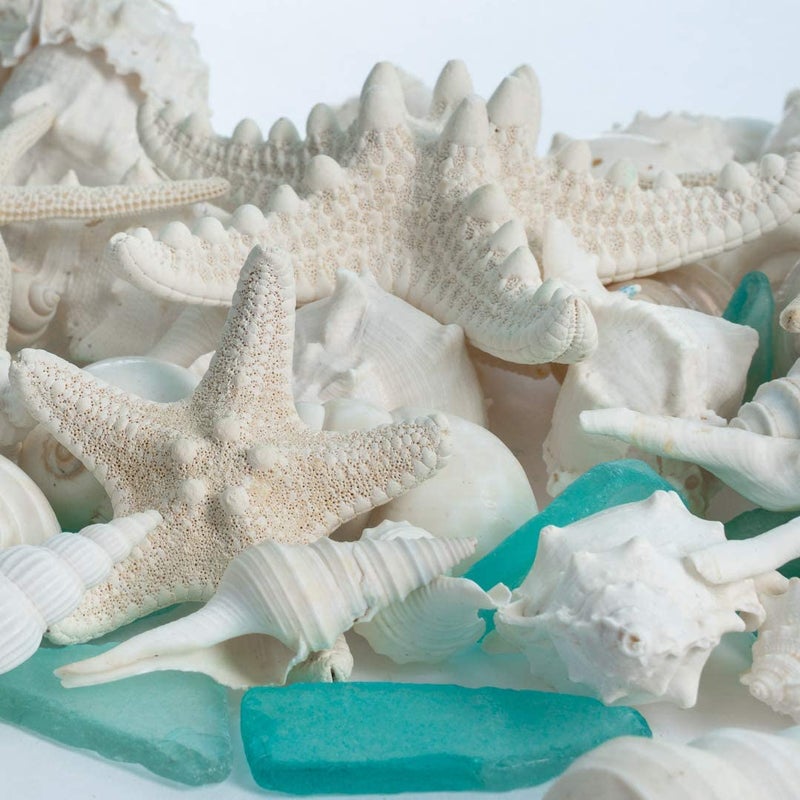 Nautical Crush Trading Sea Shells - White Real Mixed Beach Seashells (1lb) with Starfish & Sea Glass - Shells for Crafts - Ocean Decor - Beach Party Decorations - Seashell Decor - Large Shells Crafts - Image 4