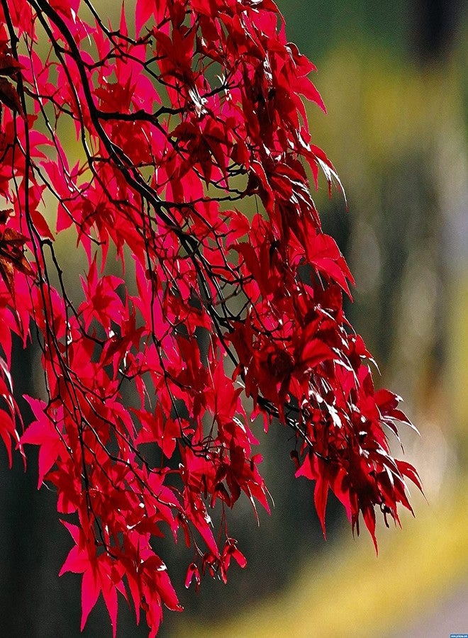 CZ Grain 50+ Red Maple Seeds for Planting Outdoors - Heirloom Maple Tree Seeds (Acer rubrum) - Image 2