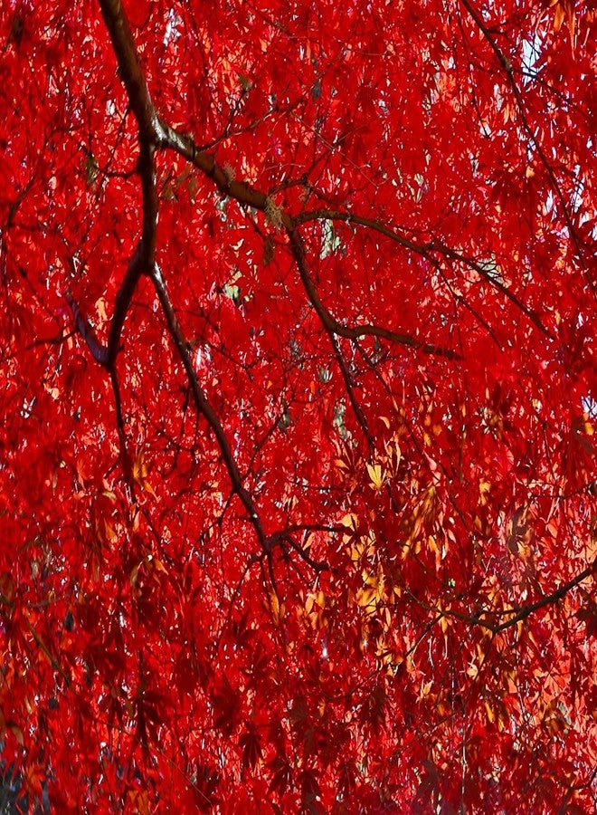 CZ Grain 50+ Red Maple Seeds for Planting Outdoors - Heirloom Maple Tree Seeds (Acer rubrum) - Image 3