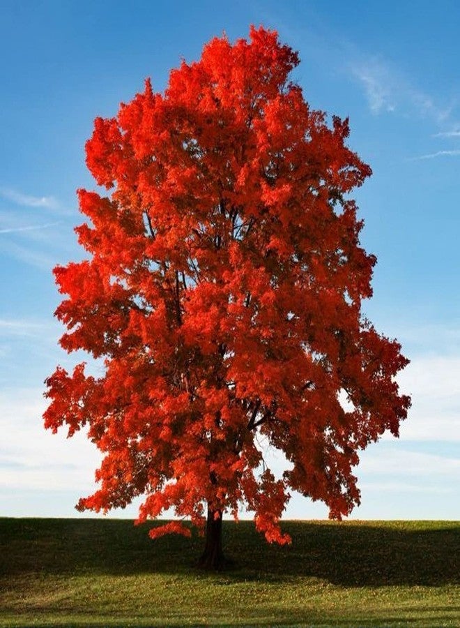 CZ Grain 50+ Red Maple Seeds for Planting Outdoors - Heirloom Maple Tree Seeds (Acer rubrum) - Image 1
