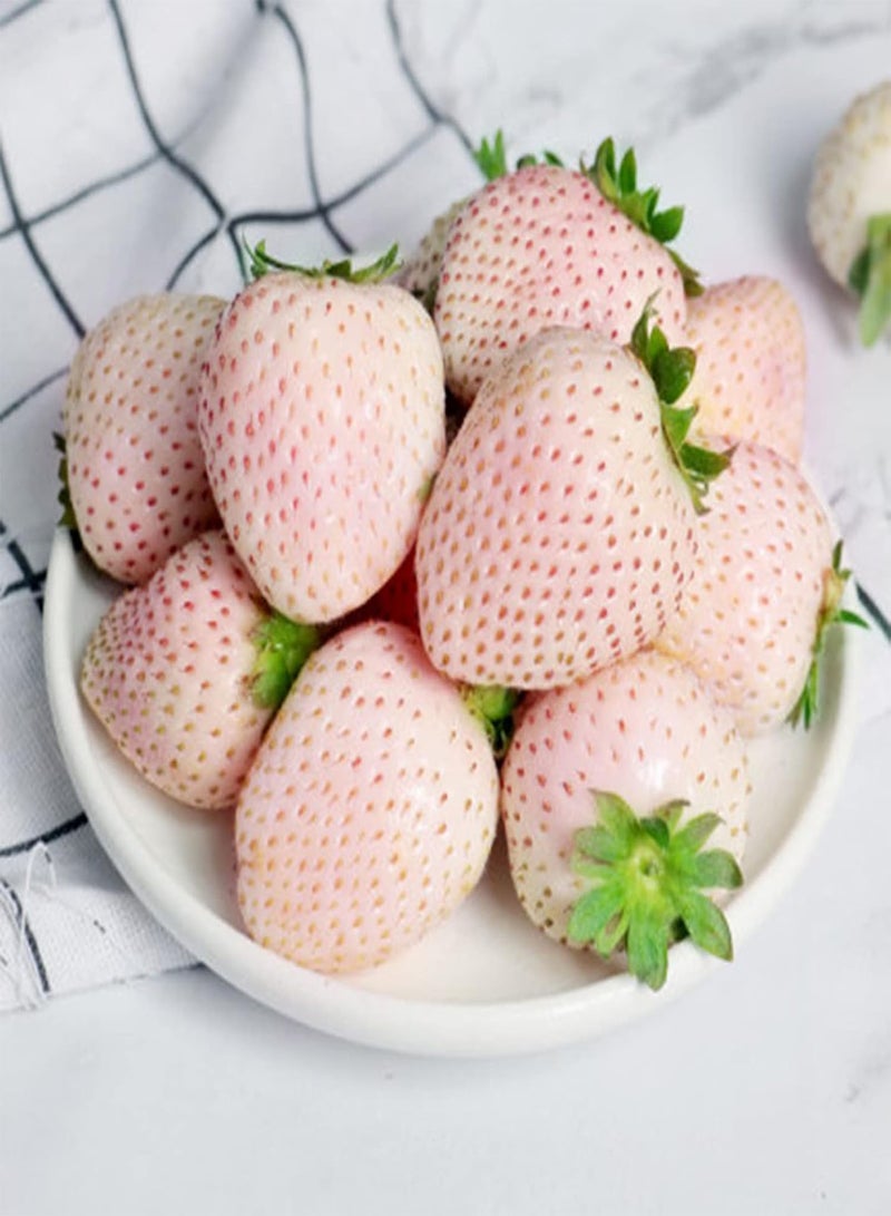 GGOOT 100Pcs Premium Fruit Seeds, Strawberry Seeds Sweet Yummy Delicious White Strawberry Fragaria Seeds for Household White - Image 2