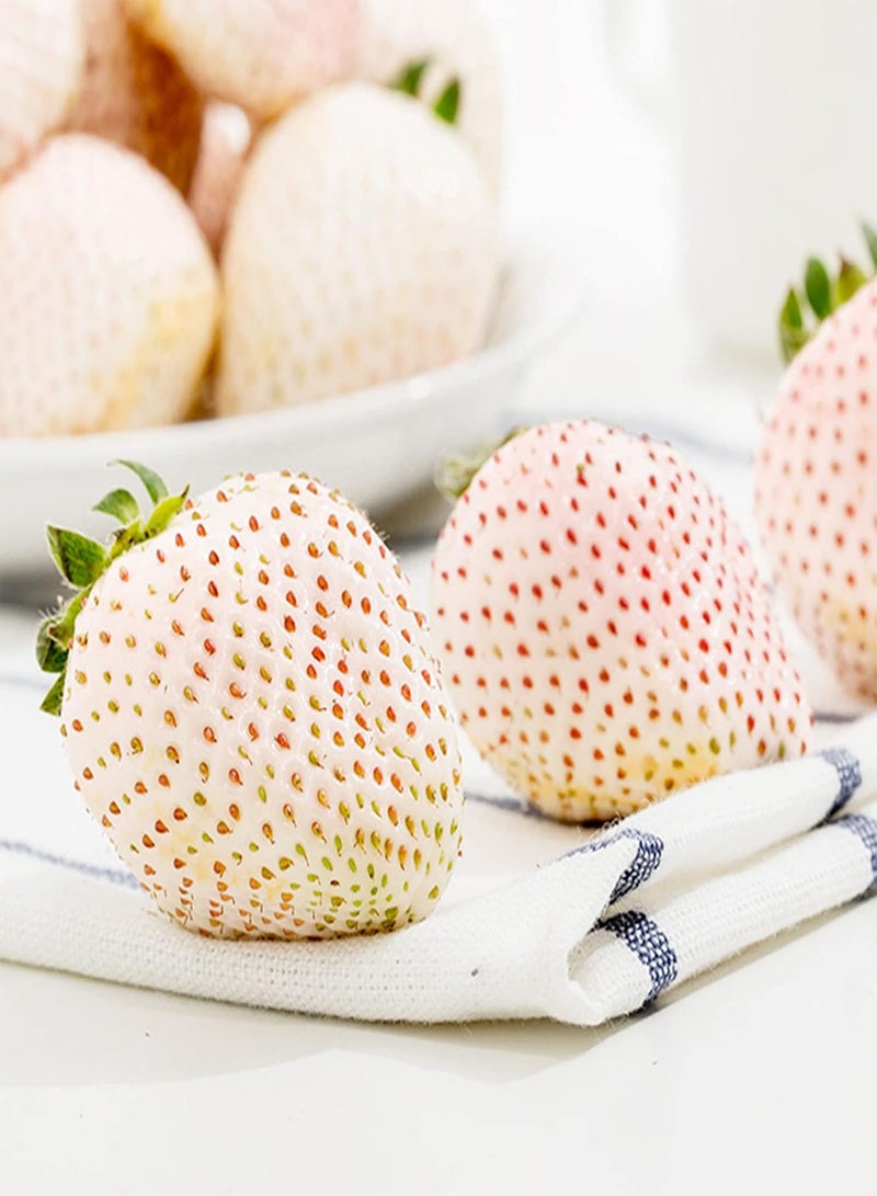 GGOOT 100Pcs Premium Fruit Seeds, Strawberry Seeds Sweet Yummy Delicious White Strawberry Fragaria Seeds for Household White - Image 4