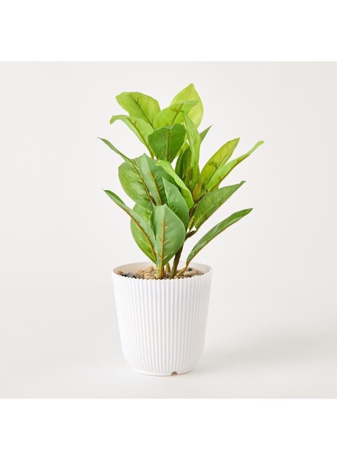 هوم بوكس نبات سيلو أنثوريوم في وعاء - 12×12×25 سم - Image 5