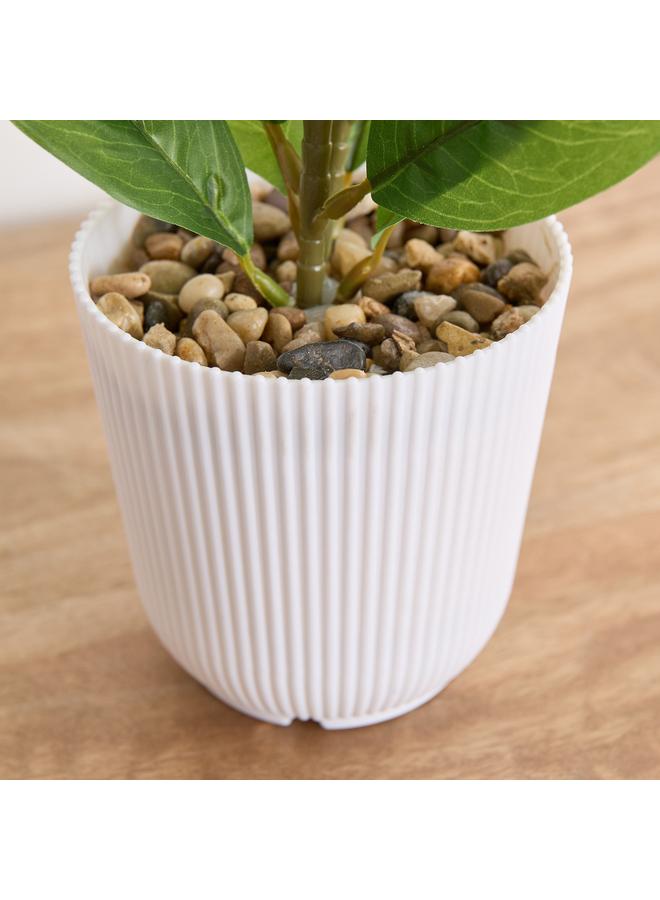 هوم بوكس نبات سيلو أنثوريوم في وعاء - 12×12×25 سم - Image 3