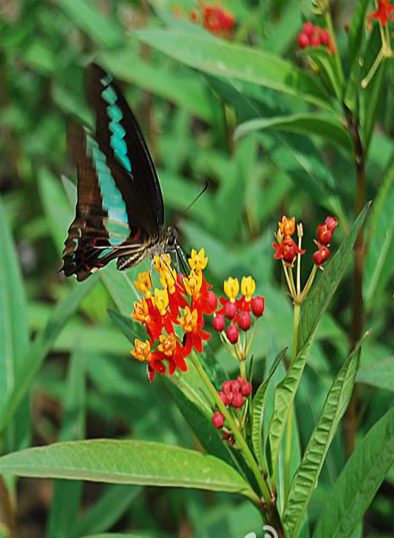 جي جوت كيس واحد من بذور الزهور، 30 قطعة، مقاومة للجفاف، سهلة الزراعة، بذور زهور أسكليبياس كوراسافيكا، بونساي للحديقة، 30 قطعة بذور - Image 3