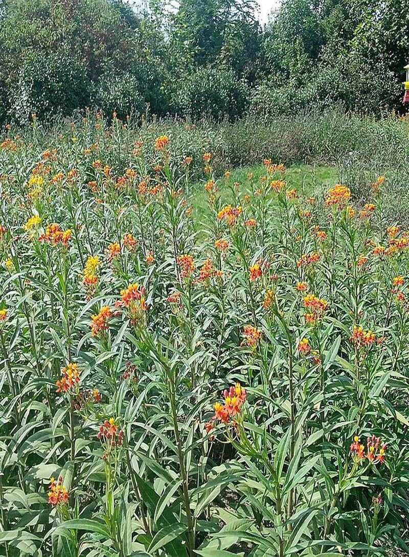 جي جوت كيس واحد من بذور الزهور، 30 قطعة، مقاومة للجفاف، سهلة الزراعة، بذور زهور أسكليبياس كوراسافيكا، بونساي للحديقة، 30 قطعة بذور - Image 5