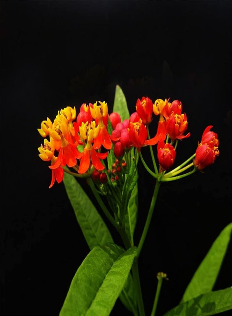 جي جوت كيس واحد من بذور الزهور، 30 قطعة، مقاومة للجفاف، سهلة الزراعة، بذور زهور أسكليبياس كوراسافيكا، بونساي للحديقة، 30 قطعة بذور - Image 4