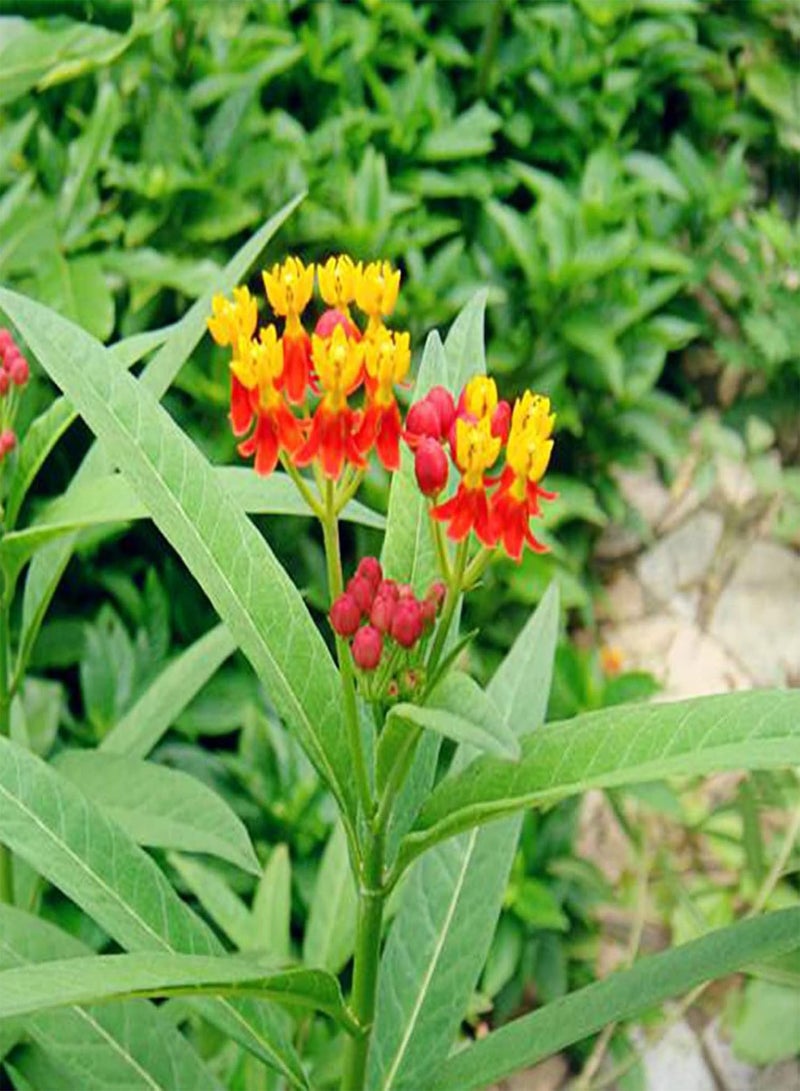 جي جوت كيس واحد من بذور الزهور، 30 قطعة، مقاومة للجفاف، سهلة الزراعة، بذور زهور أسكليبياس كوراسافيكا، بونساي للحديقة، 30 قطعة بذور - Image 2