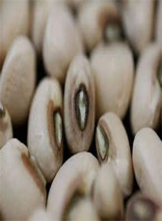 Pea Blackeye Great Heirloom Vegetable by  Bulk 80 Seeds - pzsku/ZF8DC6F68F644BDF95FFFZ/45/1746409187/6c67ddfc-3f6e-401e-9bdf-7587a4f4dfaa