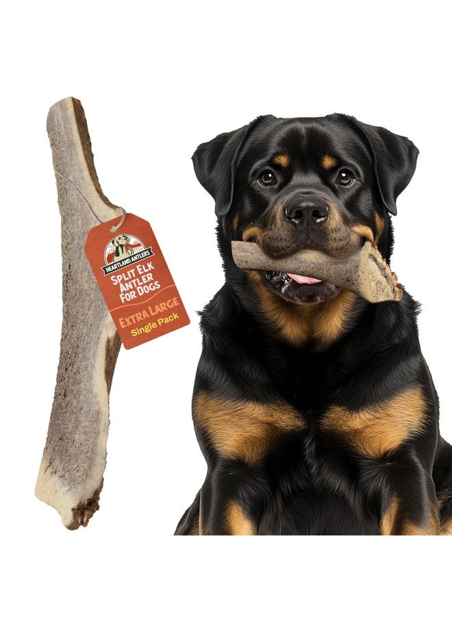 Heartland Antlers Heartland Elk Antlers for Dogs - Grade A, Naturally Shed Antlers | Dog Bones for Aggressive Chewers & Teething Puppies | All Breeds Chew Toy USA Made & Veteran Owned (Split Elk: 8+", X-Large, 1-Pack)  - Image 1