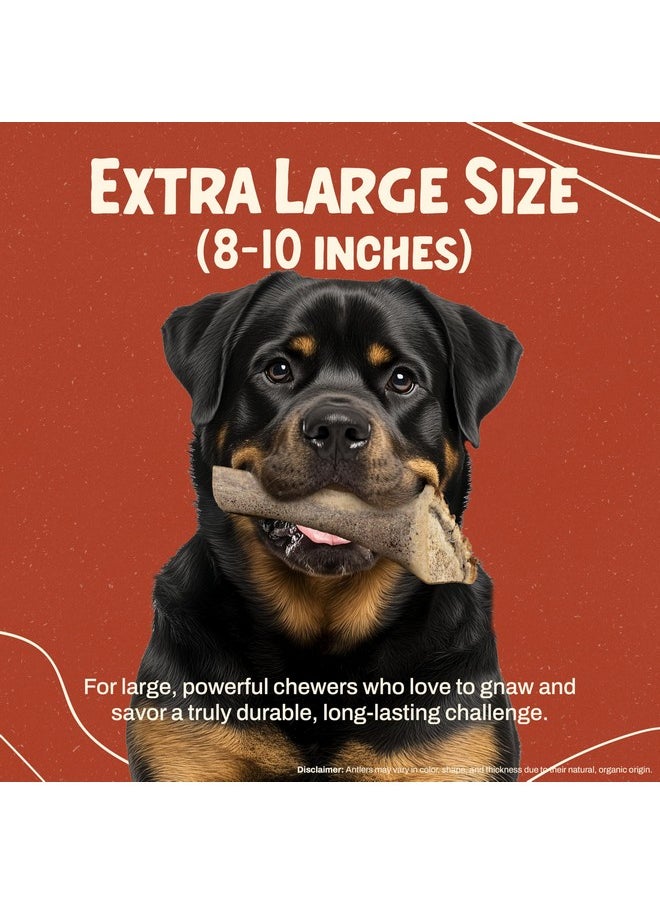 Heartland Antlers Heartland Elk Antlers for Dogs - Grade A, Naturally Shed Antlers | Dog Bones for Aggressive Chewers & Teething Puppies | All Breeds Chew Toy USA Made & Veteran Owned (Split Elk: 8+", X-Large, 1-Pack)  - Image 3