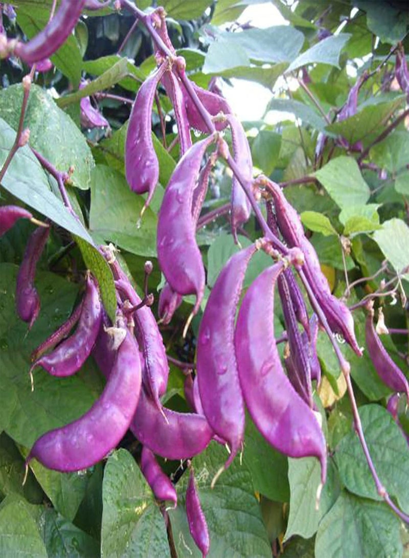 جي جوت 10 قطع/حقيبة من بذور لابلاب بوربوريوس، بذور نادرة صالحة للأكل، محمولة ولذيذة، من فصيلة الفاصوليا الصفراء، للبستان - بذور لابلاب بوربوريوس - Image 1