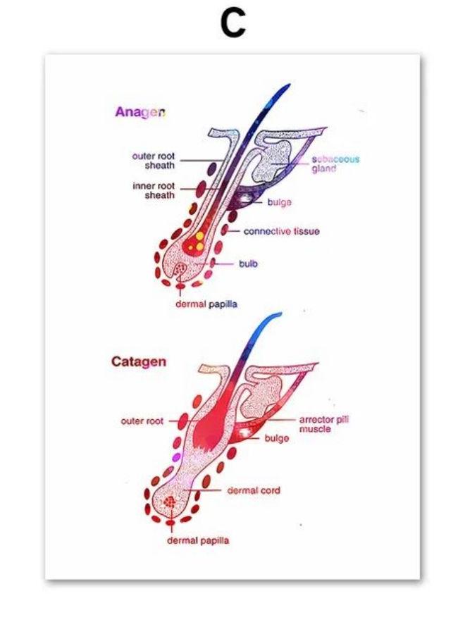 Hair Anatomy Art Physiology Of Hair Poster And Print Epilation Cosmetologist Gift Canvas Painting Wall Picture Beauty Room Decor - Image 1