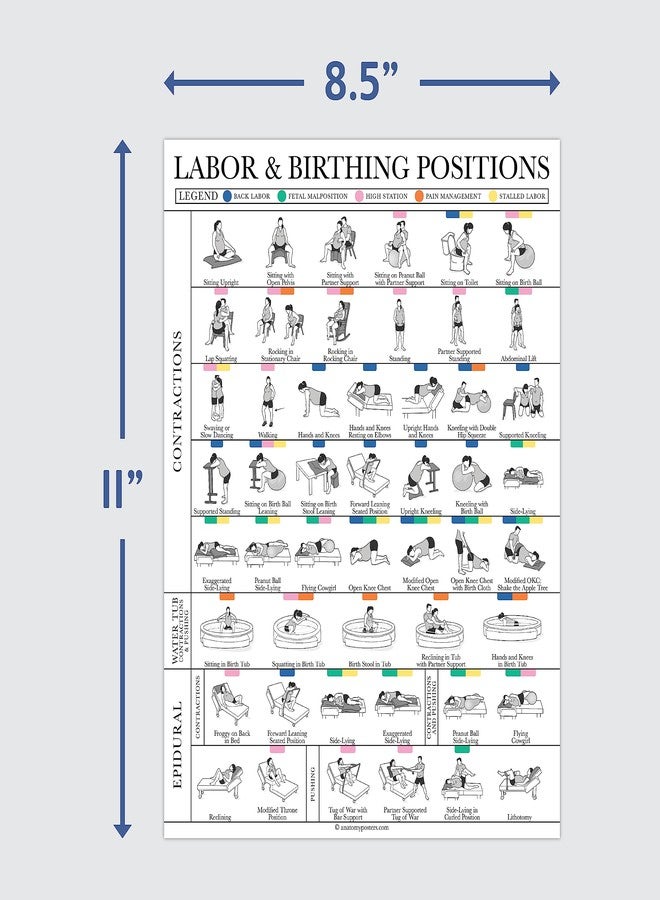 Palace Learning Labor & Birthing Positions Tearsheet Handout - Childbirth Education for Doula, Midwife or Birthworker - Set of 100-8.5" x 11" - Image 3