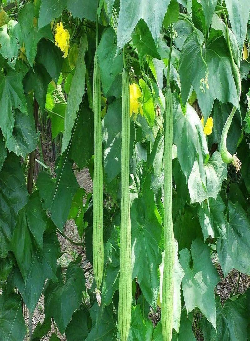 GGOOT 50Stück Luffa Samen die im Hausgarten wachsen natürliches Gemüse geeignet Zum Pflanzen in Hofgartenfarmen schaffen eine einzigartige künstlerische Landschaft - Image 1